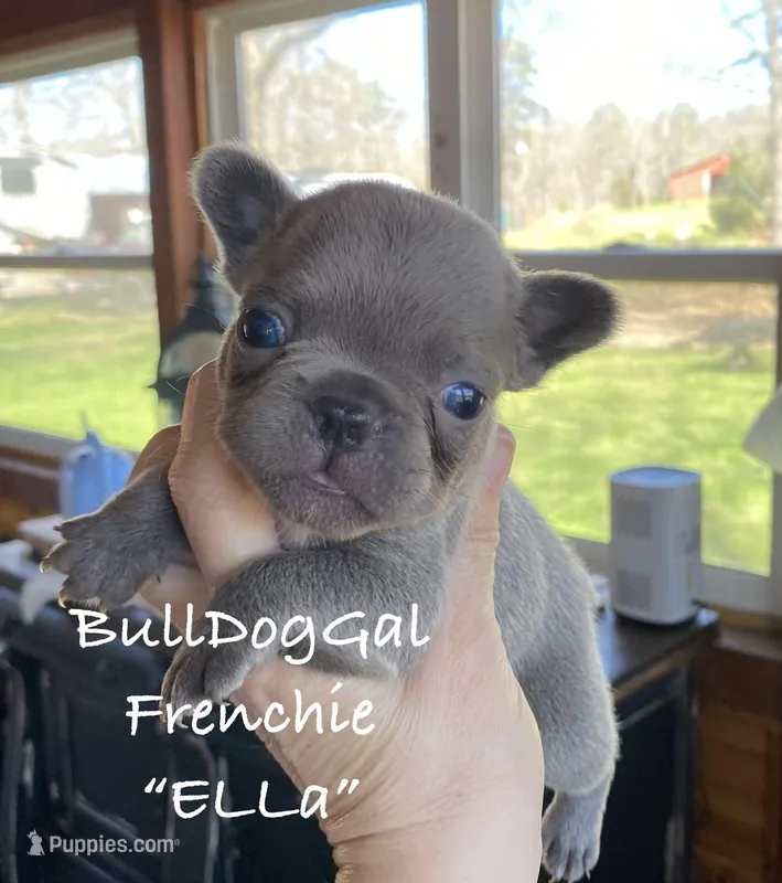 “ELLA” / AKC / Fluffy carrier – French Bulldog puppy for sale in Harrison, AR