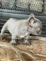 “ELLA” , a female French Bulldog for sale in Harrison, AR – 1 of 7