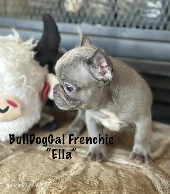 “ELLA”  – French Bulldog puppy for sale in Harrison, AR