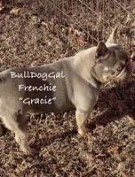 “ELLA” / AKC / Fluffy carrier, a female French Bulldog for sale in Harrison, AR – Photo 3 of 4