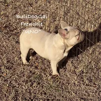 UNO, a female French Bulldog for sale in Harrison, AR – Photo 1 of 5