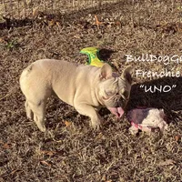 UNO, a female French Bulldog for sale in Harrison, AR – Photo 2 of 5