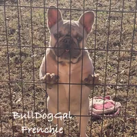 UNO, a female French Bulldog for sale in Harrison, AR – Photo 5 of 5
