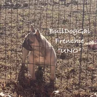 UNO, a female French Bulldog for sale in Harrison, AR – Photo 4 of 5