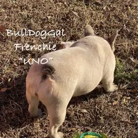 UNO, a female French Bulldog for sale in Harrison, AR – Photo 3 of 5