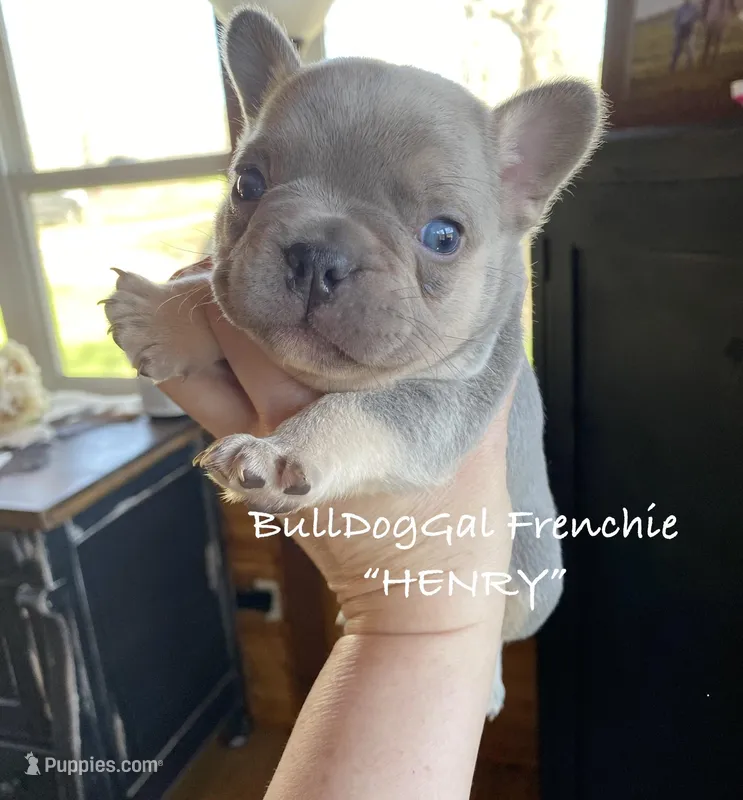HENRY/AKC /Fluffy Carrier – French Bulldog puppy for sale in Harrison, AR
