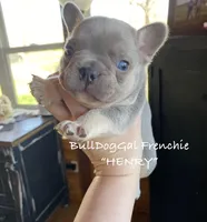 HENRY/AKC /Fluffy Carrier, a male French Bulldog for sale in Harrison, AR – Photo 1 of 4