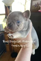 HENRY/AKC /Fluffy Carrier, a male French Bulldog for sale in Harrison, AR – Photo 2 of 4