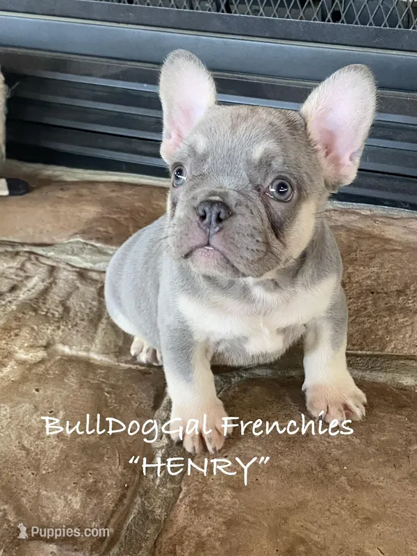 HENRY – French Bulldog puppy for sale in Harrison, AR