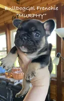 MURPHY/AKC/ Fluffy Carrier, a male French Bulldog for sale in Harrison, AR – Photo 2 of 4