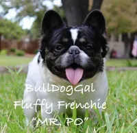 MURPHY/AKC/ Fluffy Carrier, a male French Bulldog for sale in Harrison, AR – Photo 4 of 4