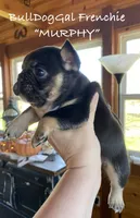 MURPHY/AKC/ Fluffy Carrier, a male French Bulldog for sale in Harrison, AR – Photo 1 of 4