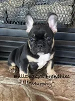 MURPHY, a male French Bulldog for sale in Harrison, AR – 2 of 7