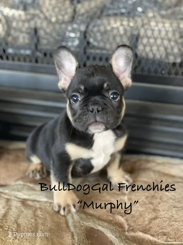 MURPHY – French Bulldog puppy for sale in Harrison, AR