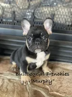 MURPHY, a male French Bulldog for sale in Harrison, AR – 1 of 7