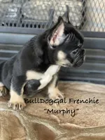 MURPHY, a male French Bulldog for sale in Harrison, AR – 3 of 7