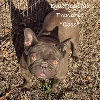 Coco, a female French Bulldog for sale in Harrison, AR – Photo 1 of 5