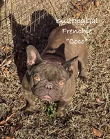 Coco, a female French Bulldog for sale in Harrison, AR – Photo 1 of 5