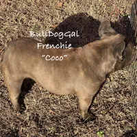 Coco, a female French Bulldog for sale in Harrison, AR – Photo 4 of 5