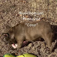 Coco, a female French Bulldog for sale in Harrison, AR – Photo 2 of 5