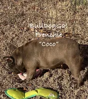 Coco, a female French Bulldog for sale in Harrison, AR – Photo 2 of 5