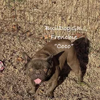 Coco, a female French Bulldog for sale in Harrison, AR – Photo 5 of 5