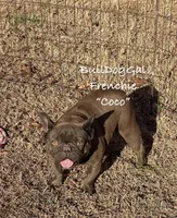 Coco, a female French Bulldog for sale in Harrison, AR – Photo 5 of 5