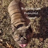 Coco, a female French Bulldog for sale in Harrison, AR – Photo 3 of 5