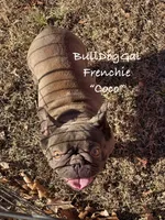 Coco, a female French Bulldog for sale in Harrison, AR – Photo 3 of 5