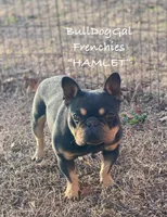 “Hamlet”, a male French Bulldog for sale in Harrison, AR – Photo 4 of 4
