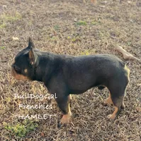 “Hamlet”, a male French Bulldog for sale in Harrison, AR – Photo 3 of 4