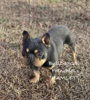 “Hamlet”, a male French Bulldog for sale in Harrison, AR – Photo 2 of 4