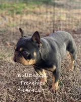 “Hamlet”, a male French Bulldog for sale in Harrison, AR – Photo 1 of 4