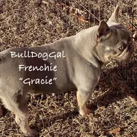 Gracie, a female French Bulldog for sale in Harrison, AR – Photo 3 of 3