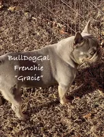 Gracie, a female French Bulldog for sale in Harrison, AR – Photo 2 of 3