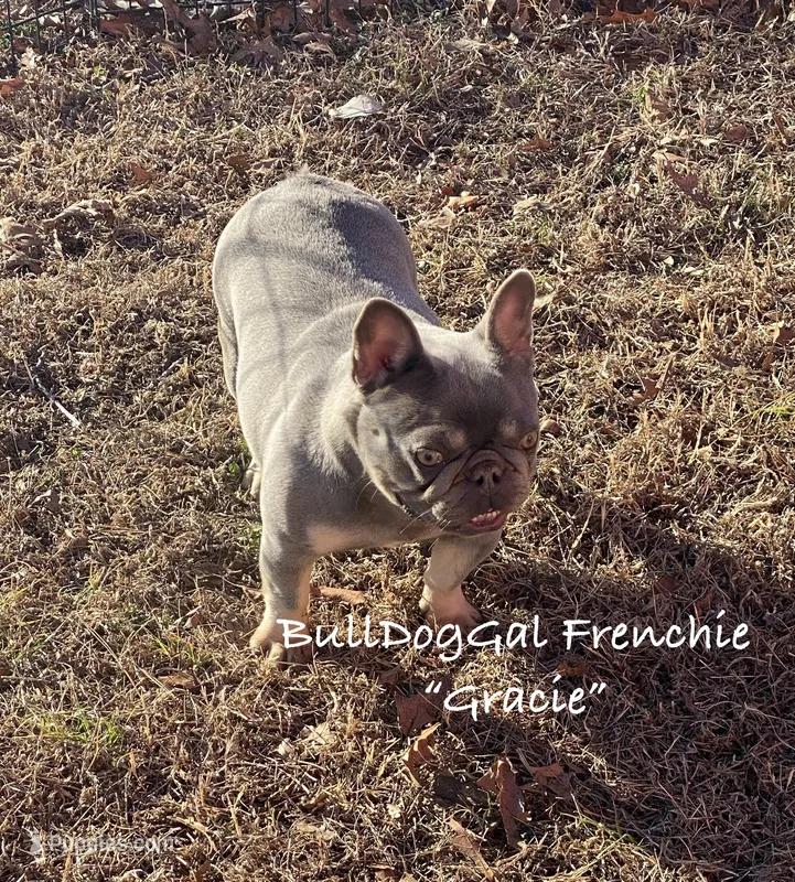 Gracie – French Bulldog puppy for sale in Harrison, AR