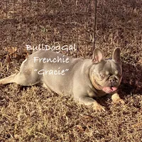Gracie, a female French Bulldog for sale in Harrison, AR – Photo 2 of 3
