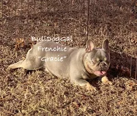 Gracie, a female French Bulldog for sale in Harrison, AR – Photo 1 of 3