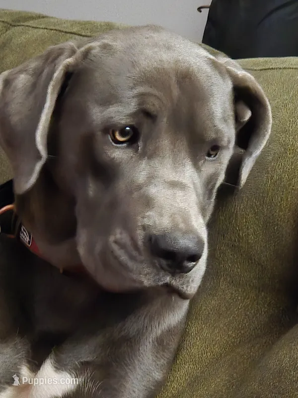 Lenore – Great Dane, Cane Corso puppy for sale in Goose Creek, SC