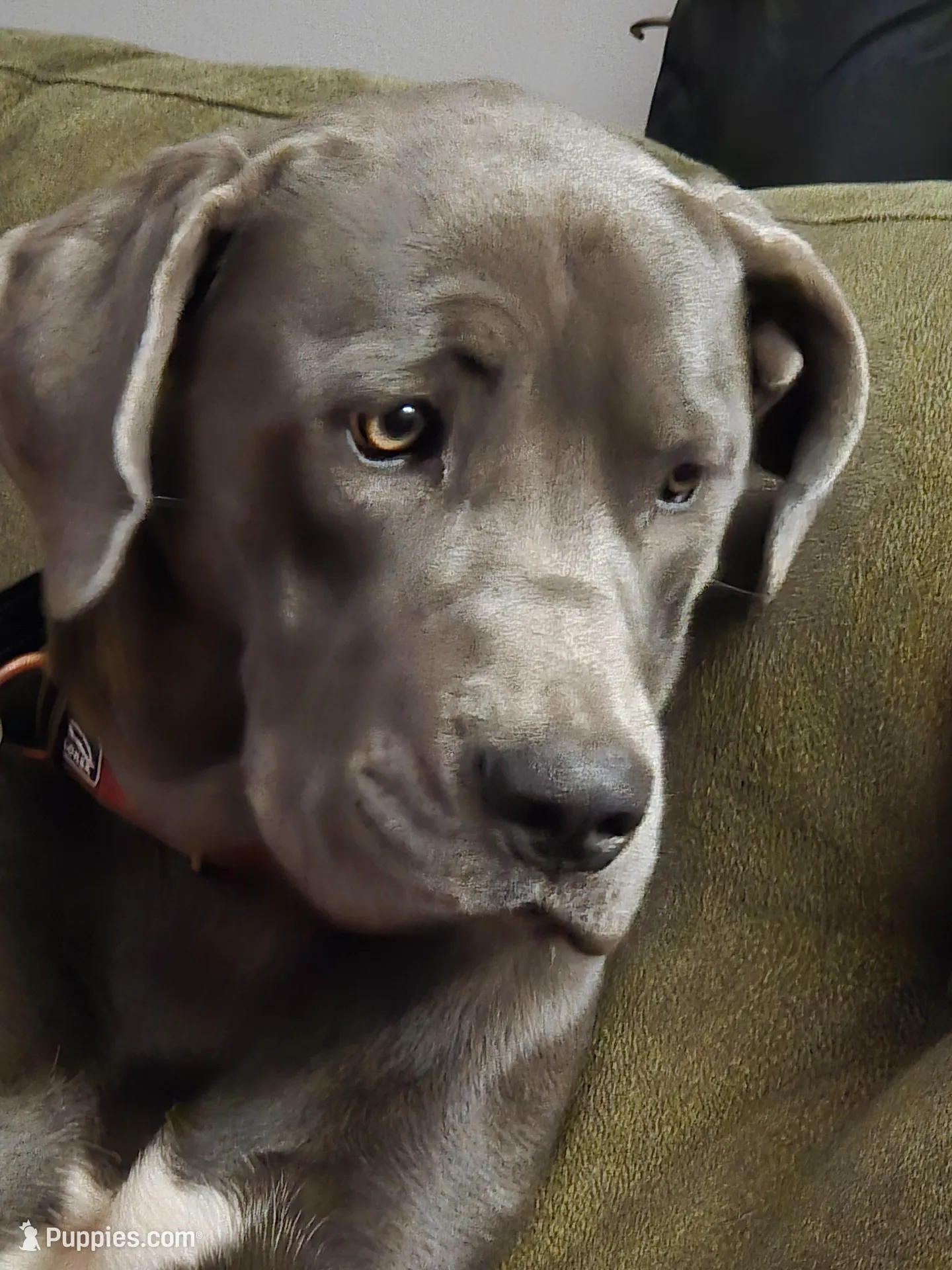 Lenore, a female Great Dane and Cane Corso for sale in Goose Creek, SC – Photo 1 of 4