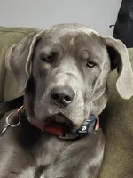 Lenore, a female Great Dane and Cane Corso for sale in Goose Creek, SC – Photo 4 of 4