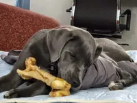 Lenore, a female Great Dane and Cane Corso for sale in Goose Creek, SC – Photo 3 of 4