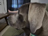 Lenore, a female Great Dane and Cane Corso for sale in Goose Creek, SC – Photo 2 of 4