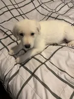 Chowder, a male German Shepherd Dog for sale in Chicopee, MA – 1 of 2