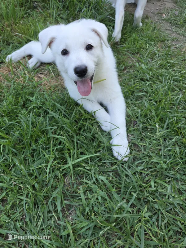 Sunnie – German Shepherd Dog puppy for sale in Chicopee, MA