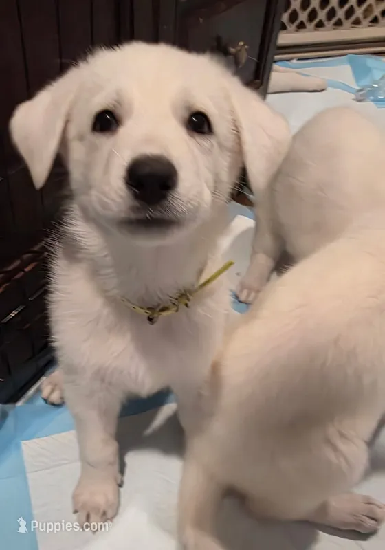Sunnie – German Shepherd Dog puppy for sale in Chicopee, MA