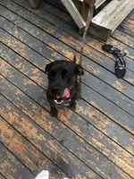 Biggie, a male Catahoula Leopard Dog and American Pit Bull Terrier for sale in Live Oak, FL – 3 of 5