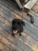 Biggie, a male Catahoula Leopard Dog and American Pit Bull Terrier for sale in Live Oak, FL – 5 of 5