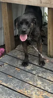 Biggie, a male Catahoula Leopard Dog and American Pit Bull Terrier for sale in Live Oak, FL – 4 of 5