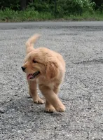 Bella , a female Golden Retriever for sale in Foxboro, MA – 2 of 9